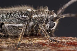 Stenostola dubia / Metallfarbener Lindenbock / Bockkfer - Cerambycidae - Lamiinae