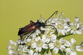 Stenurella melanura / Kleiner Schmalbock / Bockkfer - Cerambycidae - Lepturinae - Schmalbcke