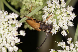 Stictoleptura rubra / Rothalsbock (syn. Corymbia rubra) / Bockkfer - Cerambycidae - Schmalbcke - Lepturinae