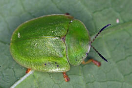 Cassida viridis / Grner Schildkfer / Blattkfer - Chrysomelidae - Cassidinae