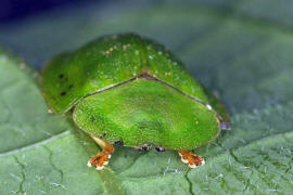 Cassida viridis / Grner Schildkfer / Blattkfer - Chrysomelidae - Cassidinae