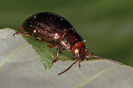 Chrysolina americana / Rosmarin-Blattkfer / Blattkfer - Chrysomelidae - Chrysomelinae