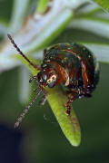 Chrysolina americana / Rosmarin-Blattkfer / Blattkfer - Chrysomelidae - Chrysomelinae