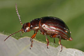 Chrysolina americana / Rosmarin-Blattkfer / Blattkfer - Chrysomelidae - Chrysomelinae