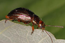 Chrysolina americana / Rosmarin-Blattkfer / Blattkfer - Chrysomelidae - Chrysomelinae