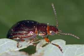 Chrysolina americana / Rosmarin-Blattkfer / Blattkfer - Chrysomelidae - Chrysomelinae