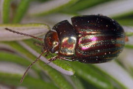 Chrysolina americana / Rosmarin-Blattkfer / Blattkfer - Chrysomelidae - Chrysomelinae