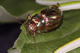 Chrysolina americana / Rosmarin-Blattkfer / Blattkfer - Chrysomelidae - Chrysomelinae