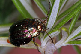 Chrysolina americana / Rosmarin-Blattkfer / Blattkfer - Chrysomelidae - Chrysomelinae