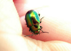 Chrysolina fastuosa (syn. Dlochrysa fastuosa) / Ovalugiger Blattkfer / Blattkfer - Chrysomelidae - Chrysomelinae