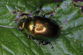 Chrysolina herbacea / Minzeblattkfer / Blattkfer - Chrysomelidae - Chrysomelinae