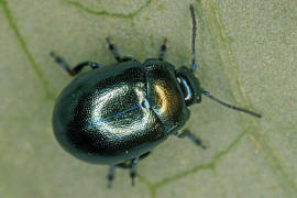 Chrysolina varians / Johanniskraut-Blattkfer / Blattkfer - Chrysomelidae - Chrysomelinae