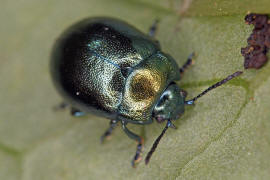 Chrysolina varians / Johanniskraut-Blattkfer / Blattkfer - Chrysomelidae - Chrysomelinae