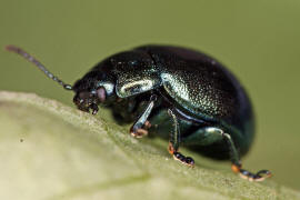 Chrysolina varians / Johanniskraut-Blattkfer / Blattkfer - Chrysomelidae - Chrysomelinae