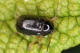 Cryptocephalus flavipes / Gelbfiger Weidorn-Fallkfer / Blattkfer - Chrysomelidae - Cryptocephalinae