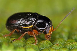 Cryptocephalus flavipes / Gelbfiger Weidorn-Fallkfer / Blattkfer - Chrysomelidae - Cryptocephalinae