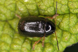 Cryptocephalus flavipes / Gelbfiger Weidorn-Fallkfer / Blattkfer - Chrysomelidae - Cryptocephalinae