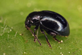 Hermaeophaga mercurialis / Waldbingelkraut-Erdfloh / Blattkfer - Chrysomelidae - Erdfloh-Kfer - Alticinae