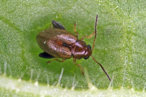 Longitarsus strigicollis / Karden-Erdfloh / Blattkfer - Chrysomelidae - Alticinae ("Erdflhe")