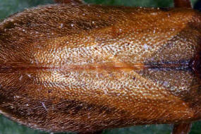 Orsodacne humeralis (syn. Orsodacne lineola) / Behaartes Blatthhnchen / Blattkfer - Chrysomelidae / Unterfamilie: Orsodacninae