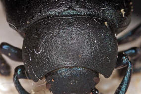 Timarcha goettingensis / Kleiner Tatzenkfer / Blattkfer - Chrysomelidae - Chrysomelinae
