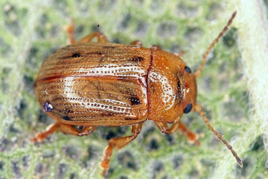 Gonioctena quinquepunctata / Fünfpunktiger Blattkäfer / Blattkäfer - Chrysomelidae - Chrysomelinae