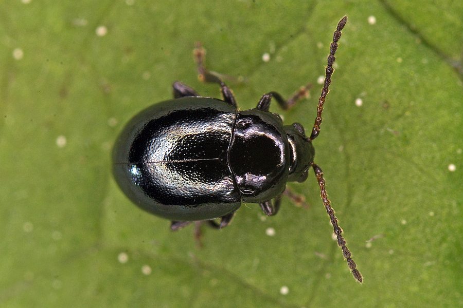 Hermaeophaga mercurialis / Waldbingelkraut-Erdfloh / Blattkäfer - Chrysomelidae - Erdfloh-Käfer - Alticinae