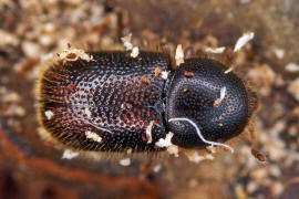 Ropalodontus perforatus / Gewhnlicher Langhaar-Schwammfresser / Schwammkfer - Cisidae (auch Ciidae)
