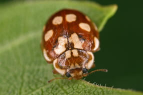 Myrrha octodecimguttata / Achtzehnfleckiger Marienkfer / Kiefernwipfel-Marienkfer / Marienkfer - Coccinellidae - Coccinellinae