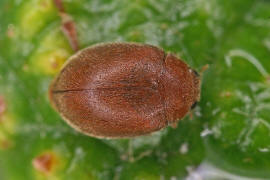 Scymnus abietis / Fichten-Kugelmarienkfer / Marienkfer - Coccinellidae - Scymninae