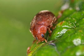 Scymnus abietis / Fichten-Kugelmarienkfer / Marienkfer - Coccinellidae - Scymninae