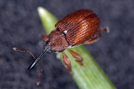 Anthonomus phyllocola / Kiefern-Knospenstecher / Rsselkfer - Curculionidae - Curculioninae