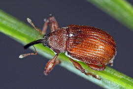 Anthonomus phyllocola / Kiefern-Knospenstecher / Rsselkfer - Curculionidae - Curculioninae