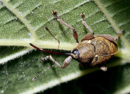 Curculio nucum / Haselnussbohrer / Rsselkfer - Curculionidae - Curculioninae