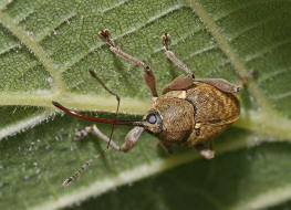 Curculio nucum / Haselnussbohrer / Rsselkfer - Curculionidae - Curculioninae