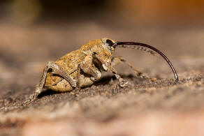 Curculio nucum / Haselnussbohrer / Rsselkfer - Curculionidae - Curculioninae