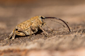 Curculio nucum / Haselnussbohrer / Rsselkfer - Curculionidae - Curculioninae