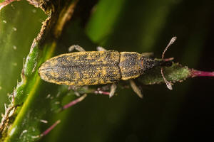 Lixus filiformis / Kleiner Distel-Stngelrssler / Rsselkfer - Curculionidae - Cleonidae