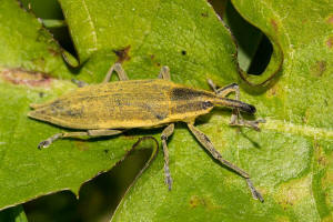 Lixus iridis / Schierlings-Stngelrssler / Rsselkfer - Curculionidae - Cleonidae