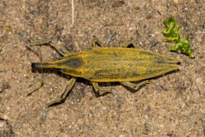 Lixus iridis / Schierlings-Stngelrssler / Rsselkfer - Curculionidae - Cleonidae