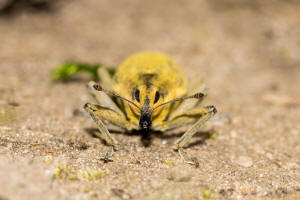 Lixus iridis / Schierlings-Stngelrssler / Rsselkfer - Curculionidae - Cleonidae