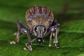 Otiorhynchus ligustici / Luzerne Dickmaulrssler / Rsselkfer - Curculionidae / Otiorhynchinae - Dickmaulrssler