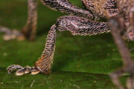 Otiorhynchus ligustici / Luzerne Dickmaulrssler / Rsselkfer - Curculionidae / Otiorhynchinae - Dickmaulrssler