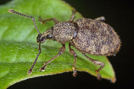 Otiorhynchus singularis / Brauner Lappenrssler / Rsselkfer - Curculionidae / Otiorhynchinae - Dickmaulrssler