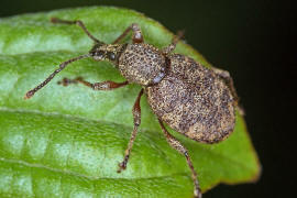 Otiorhynchus singularis / Brauner Lappenrssler / Rsselkfer - Curculionidae / Otiorhynchinae - Dickmaulrssler