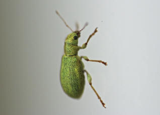 Pachyrhinus lethierryi / Grner Zypressenrssler / Rsselkfer - Curculionidae (Neozoon)