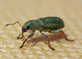 Pachyrhinus lethierryi / Grner Zypressenrssler / Rsselkfer - Curculionidae (Neozoon)