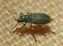 Pachyrhinus lethierryi / Grner Zypressenrssler / Rsselkfer - Curculionidae (Neozoon)