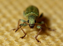 Pachyrhinus lethierryi / Grner Zypressenrssler / Rsselkfer - Curculionidae (Neozoon)