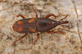 Sitophilus oryzae / Reiskfer / Reis-Kornkfer / Rsselkfer - Curculionidae - Dryophthorinae